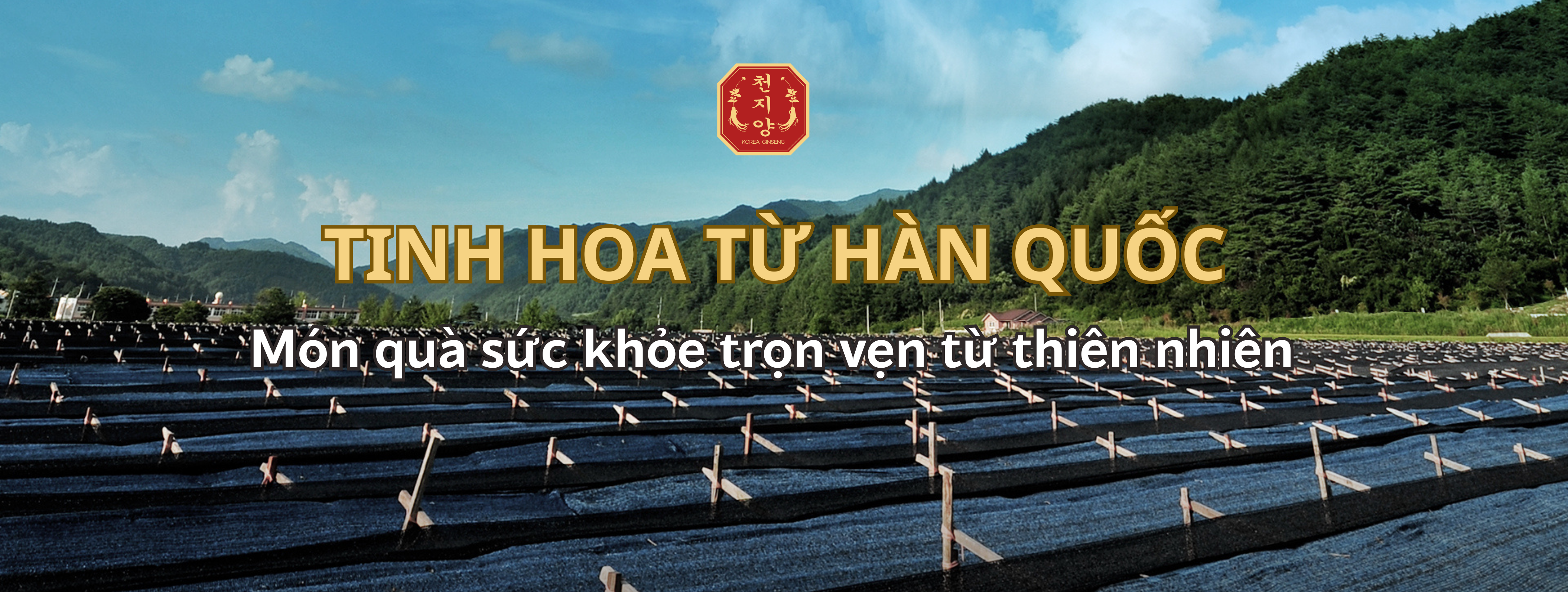 Hồng sâm chính phủ